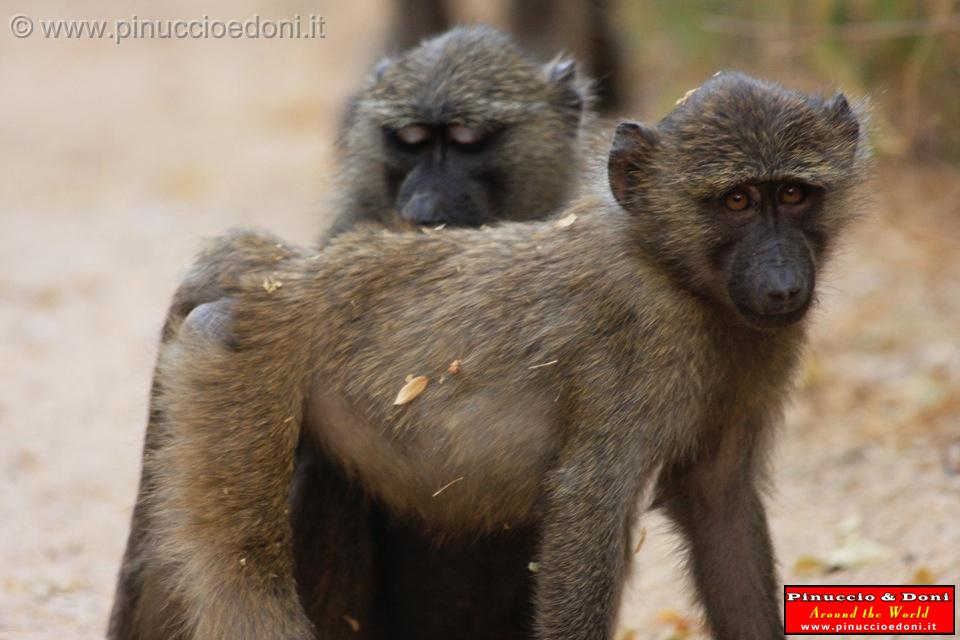 Ethiopia - Mago National Park - Babbuini - 06.jpg